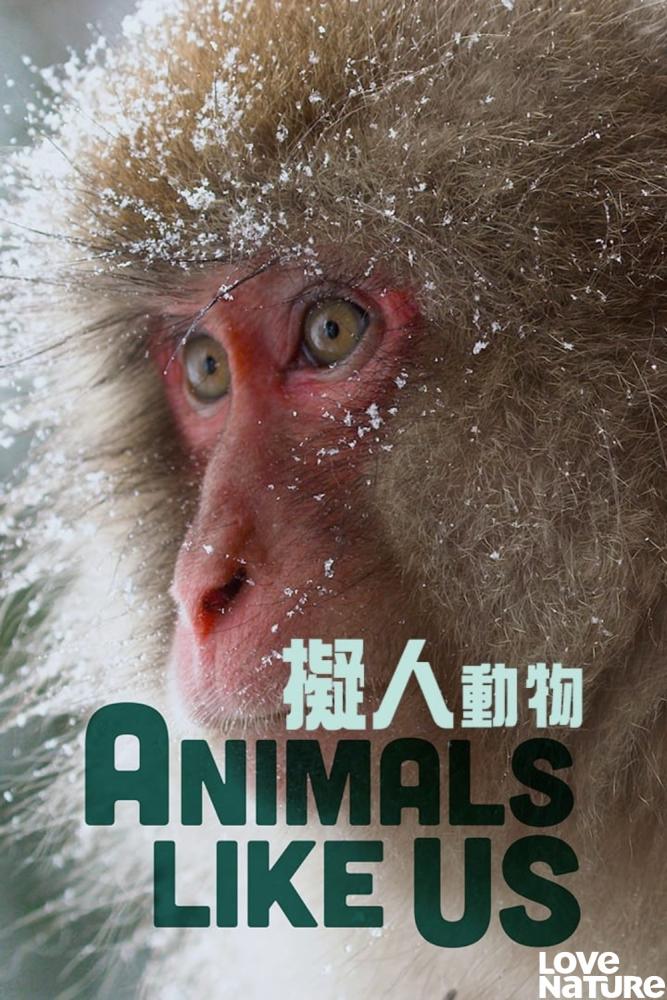 دانلود مستند حیوانات شبیه ما Animals Like Us