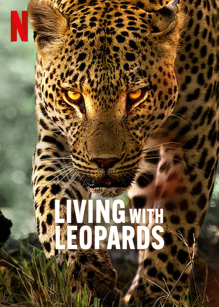 دانلود فیلم زندگی با پلنگ ها Living with Leopards 2024